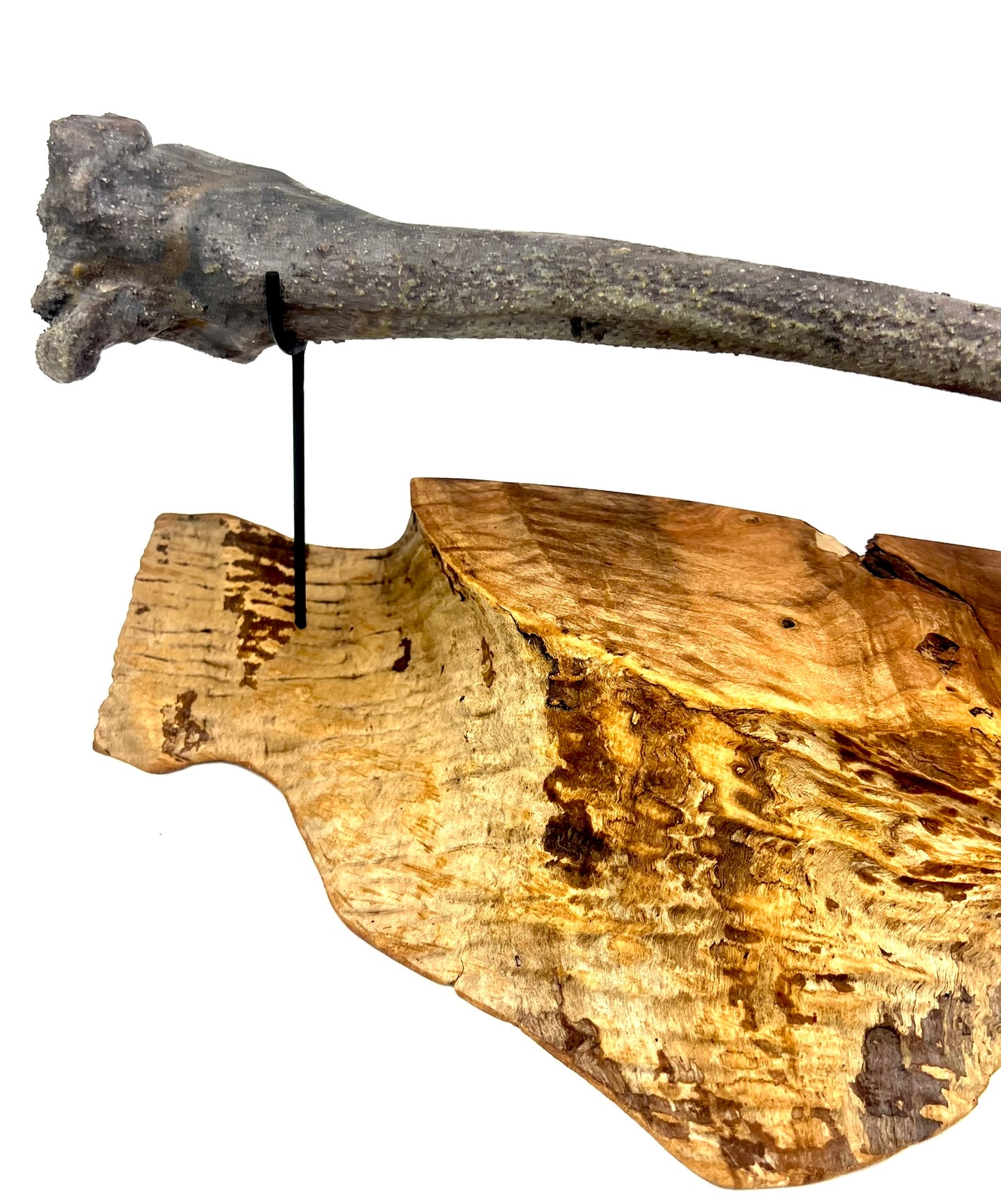 Mounted Bone 17