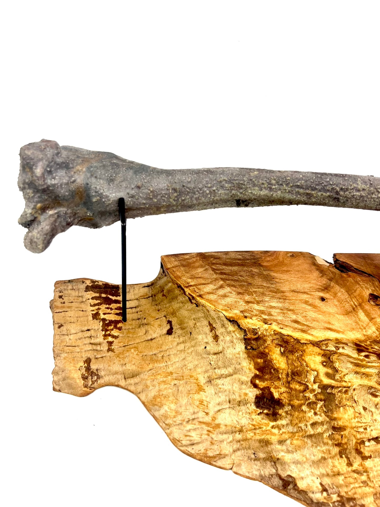 Mounted Bone 17
