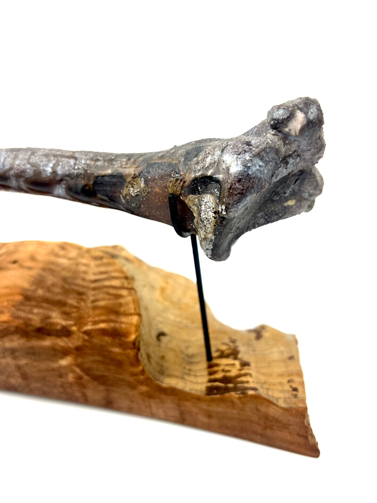 Mounted Bone 17