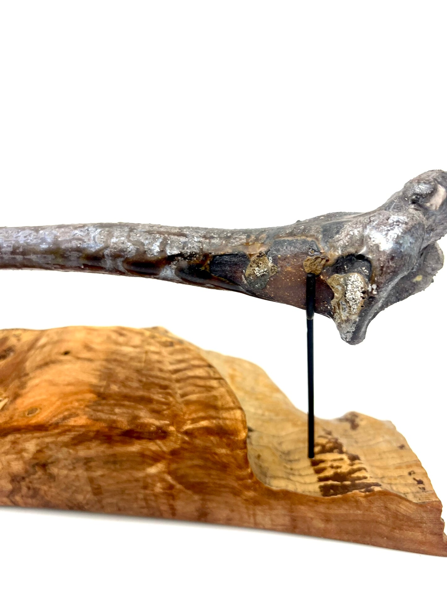 Mounted Bone 17