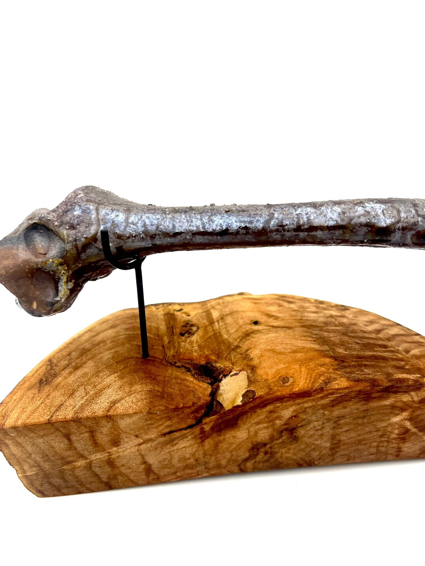 Mounted Bone 17