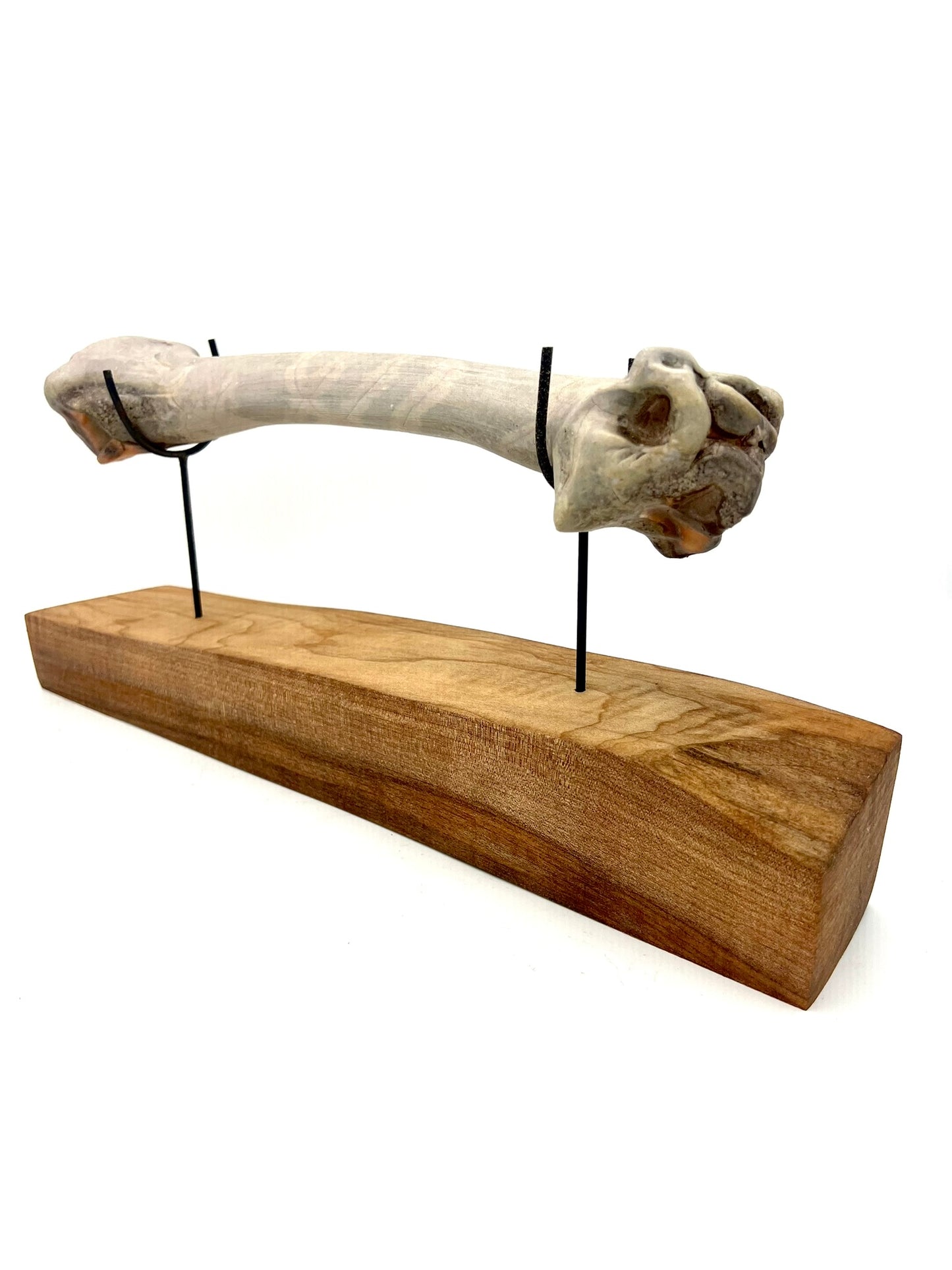 Mounted Bone 18
