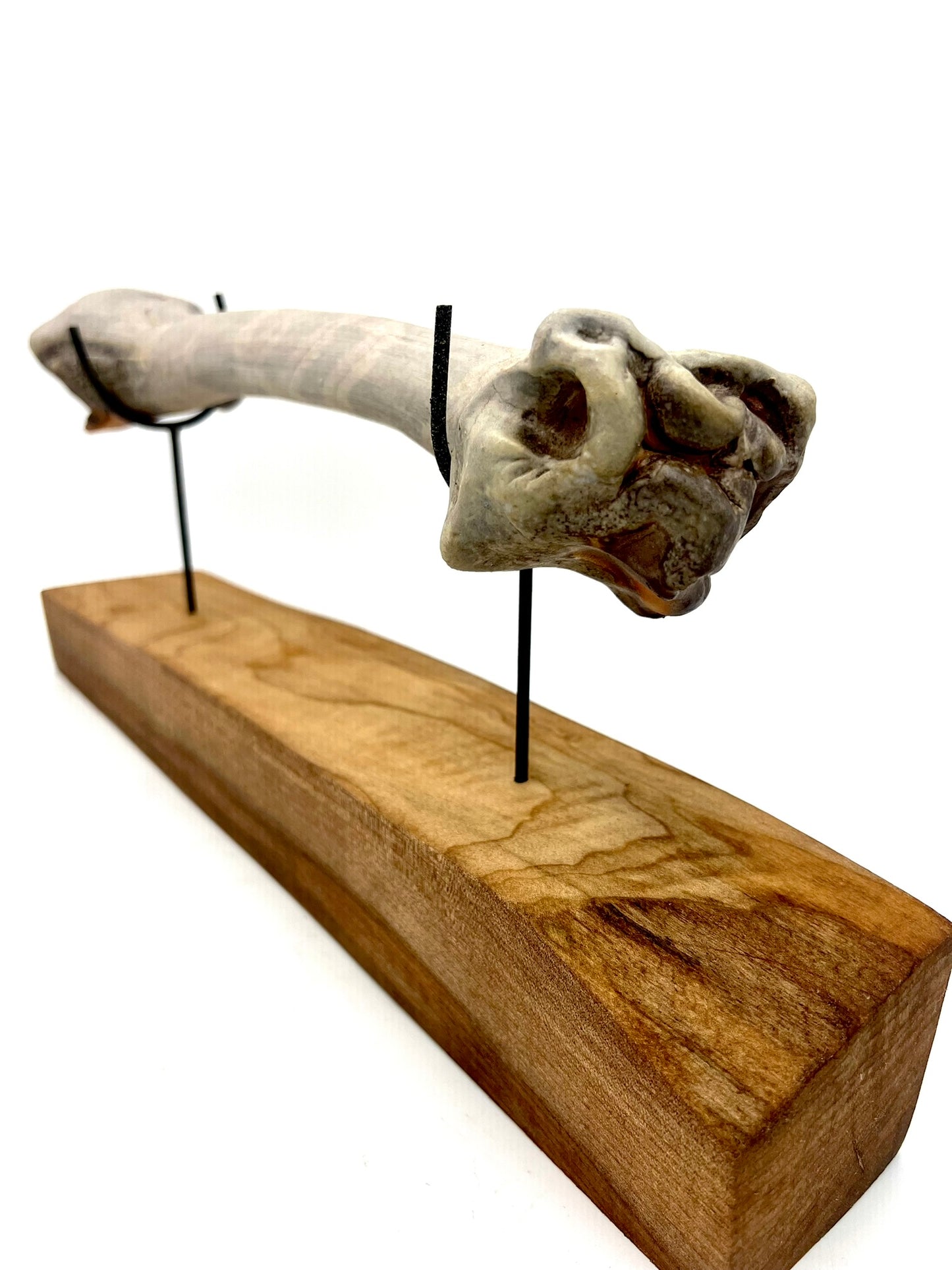 Mounted Bone 18