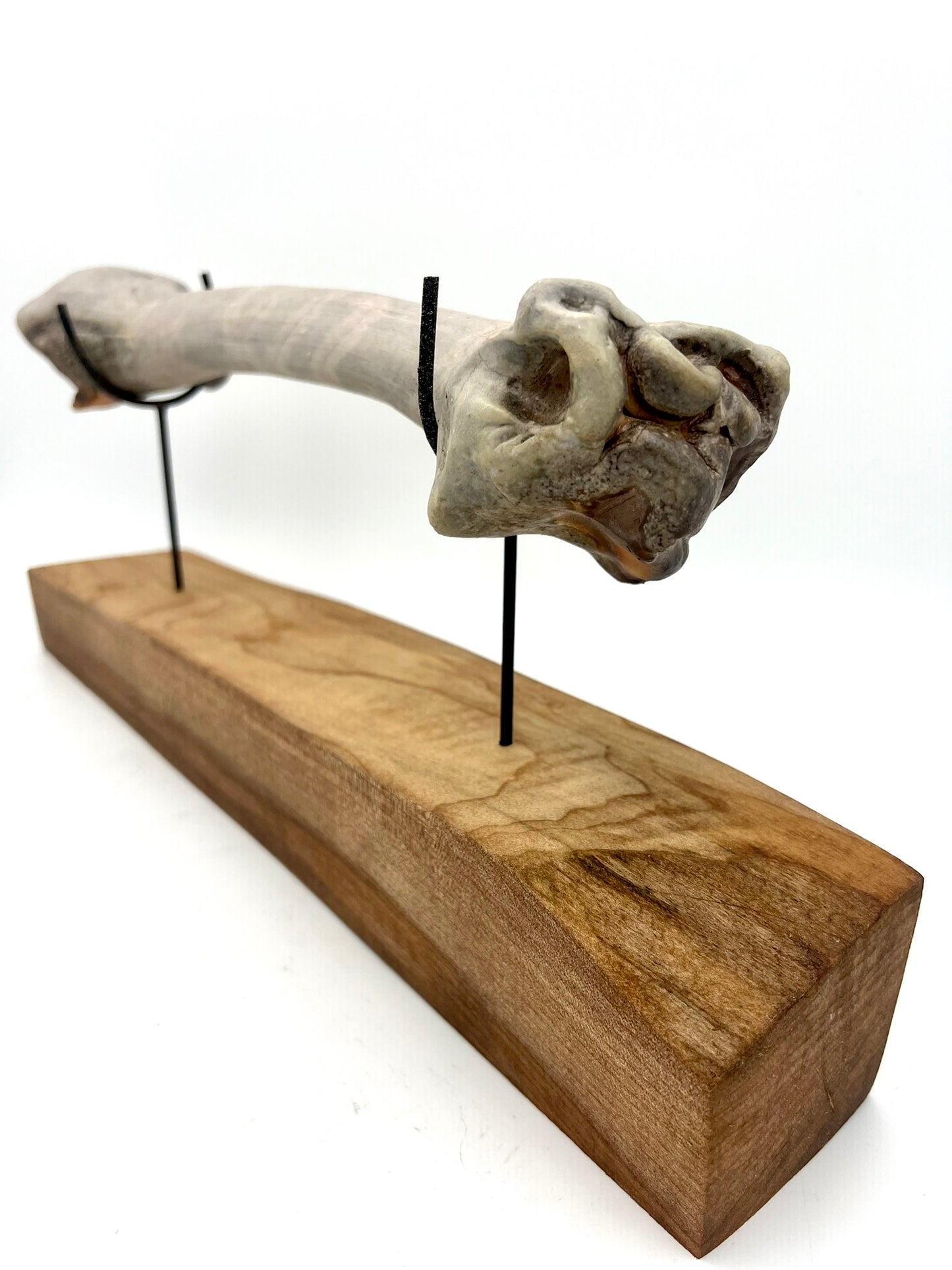 Mounted Bone 18