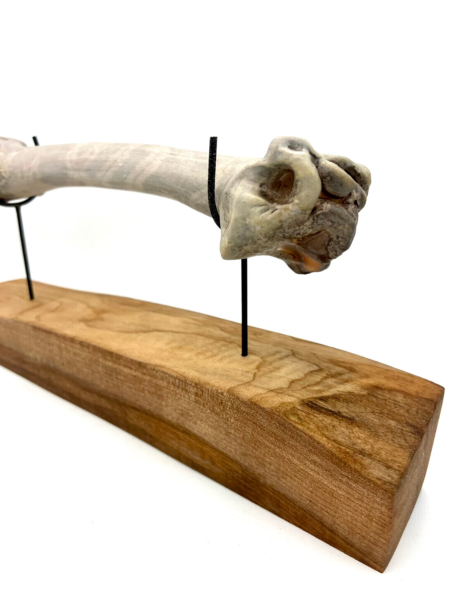 Mounted Bone 18