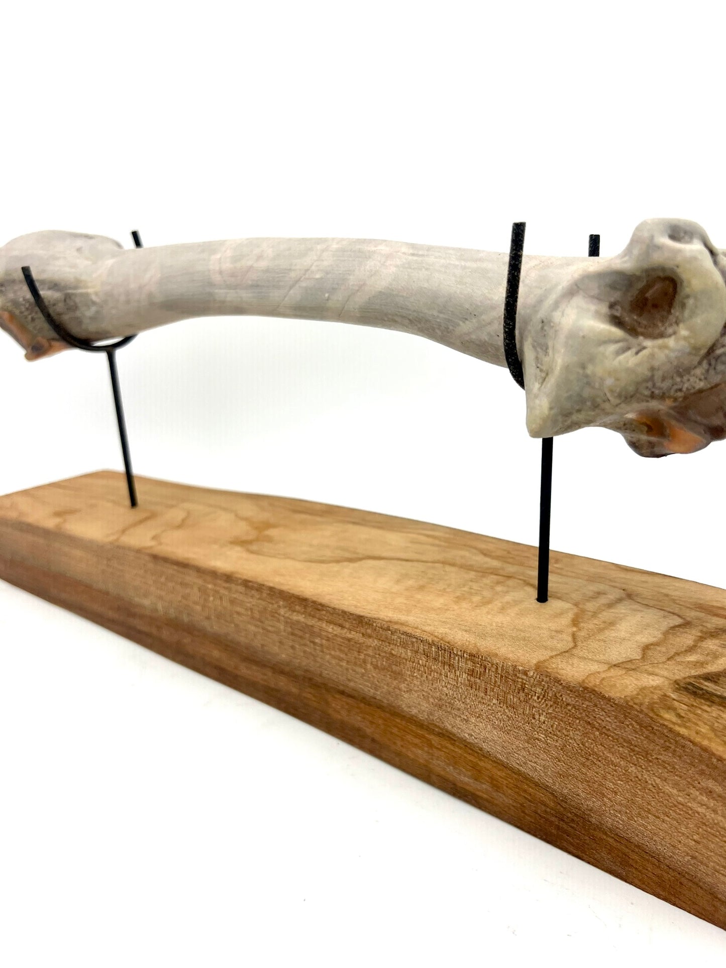 Mounted Bone 18