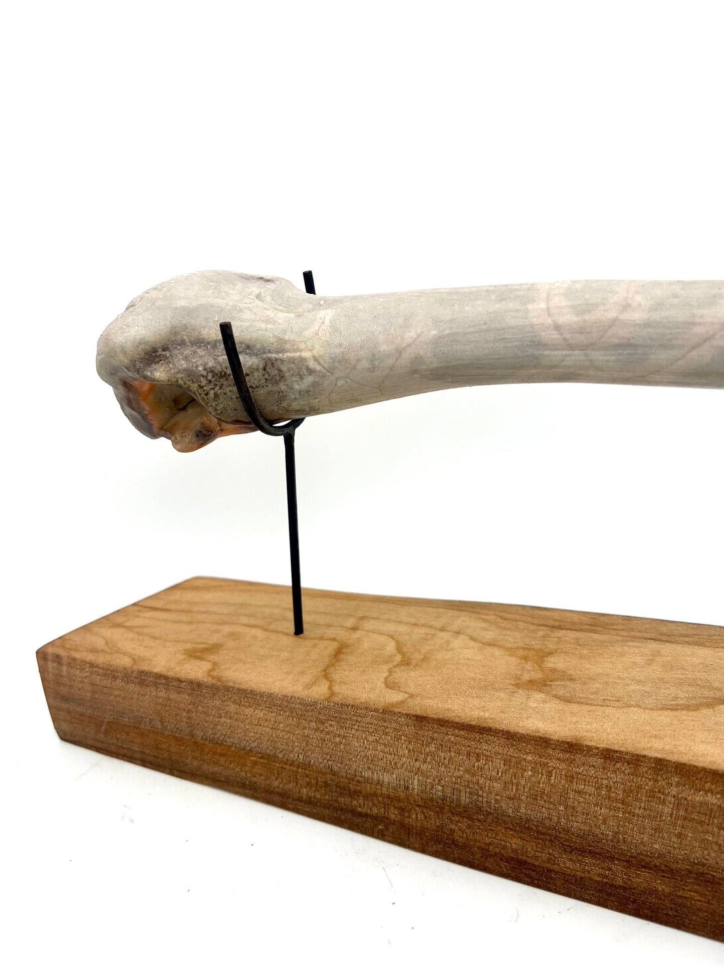 Mounted Bone 18