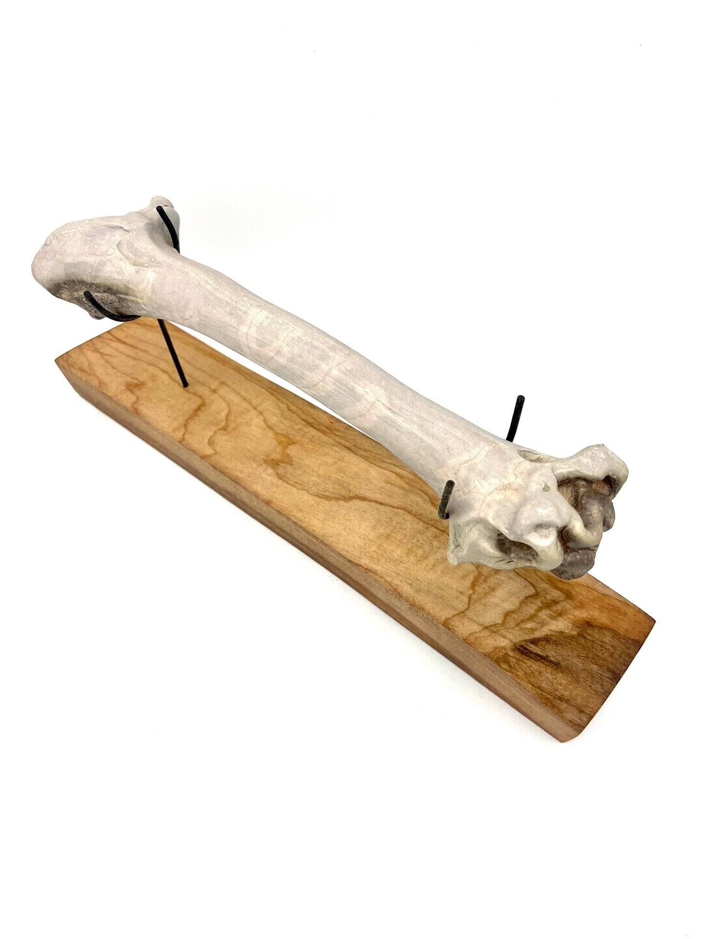 Mounted Bone 18