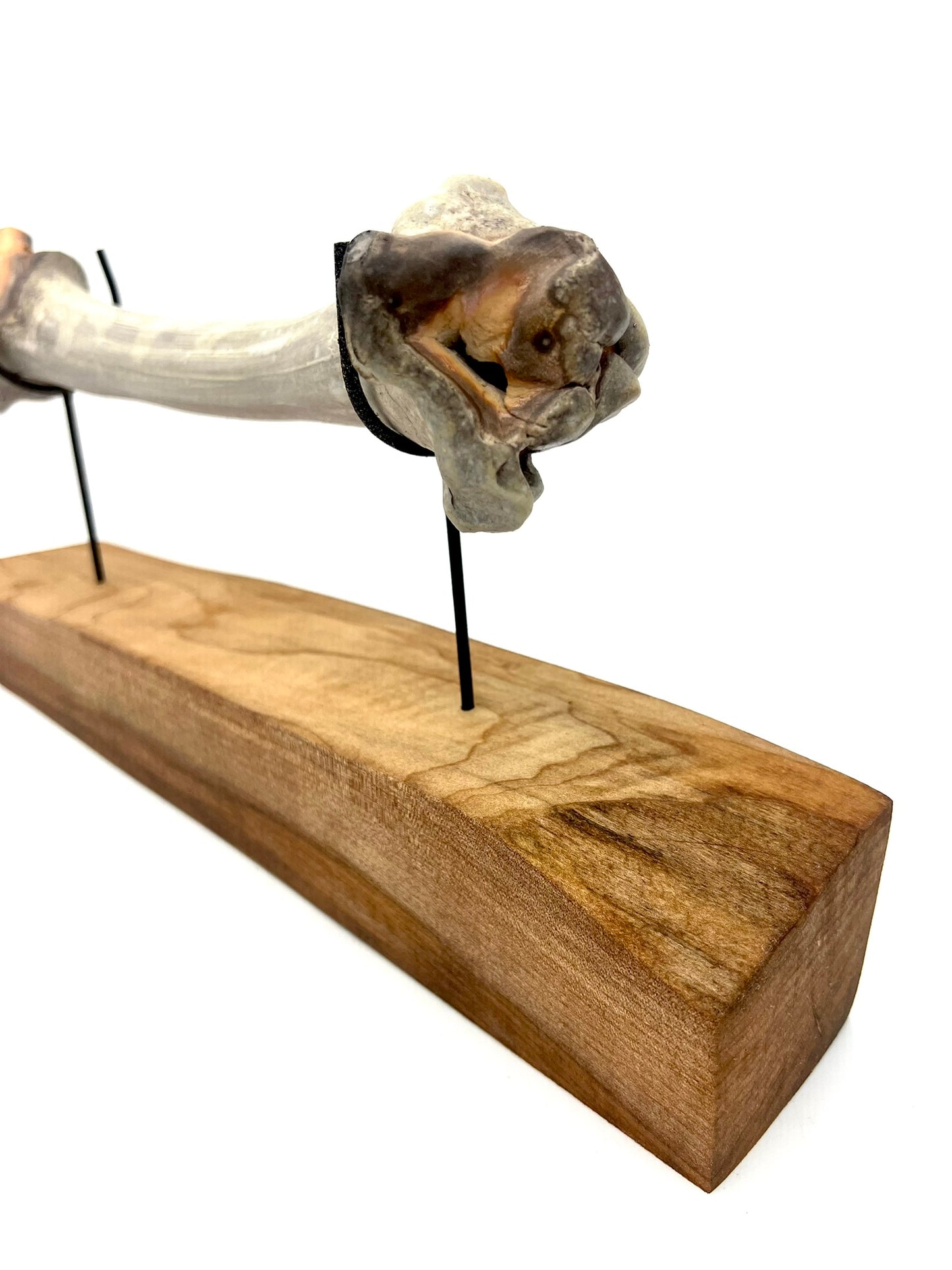Mounted Bone 18