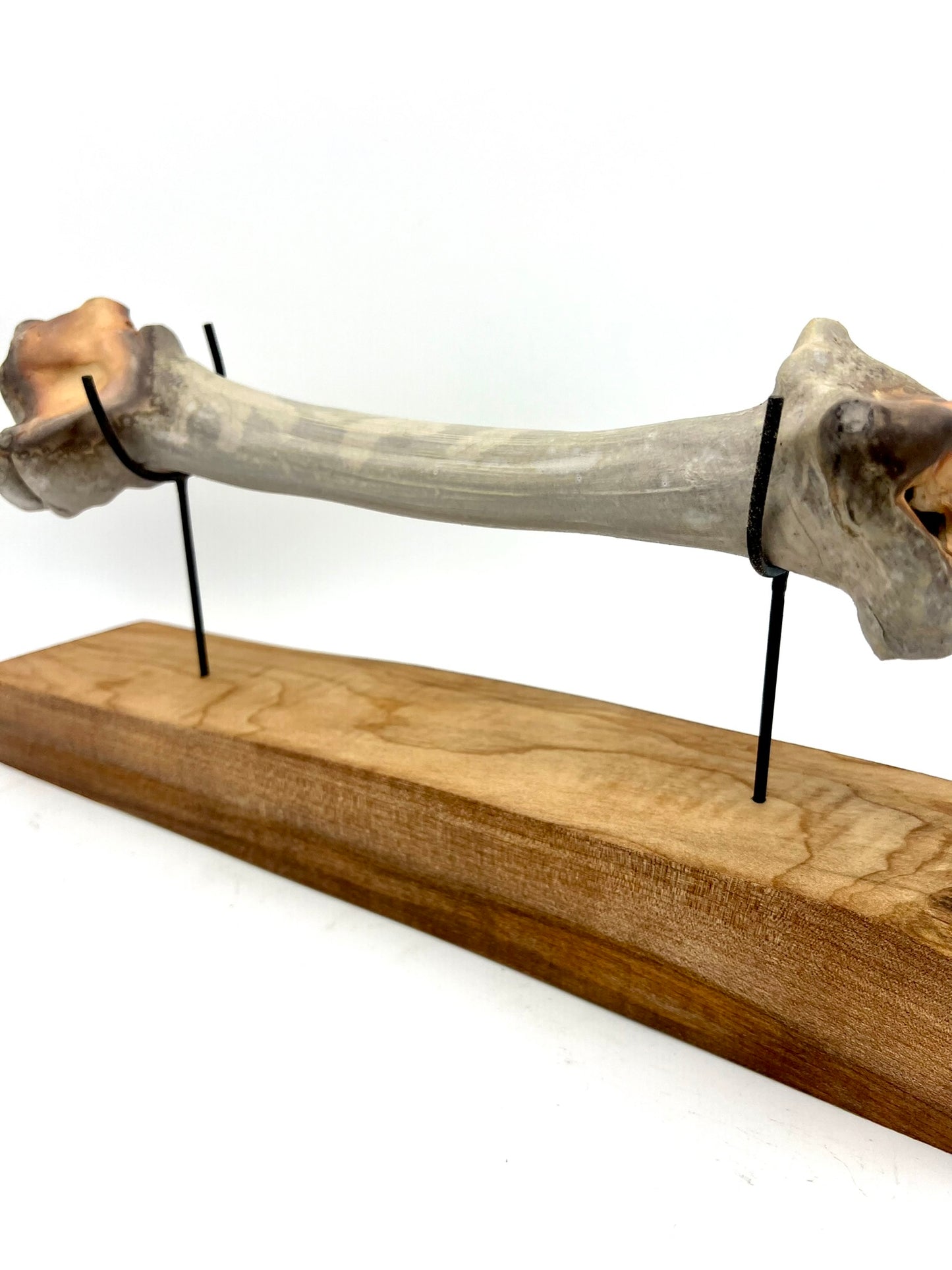 Mounted Bone 18