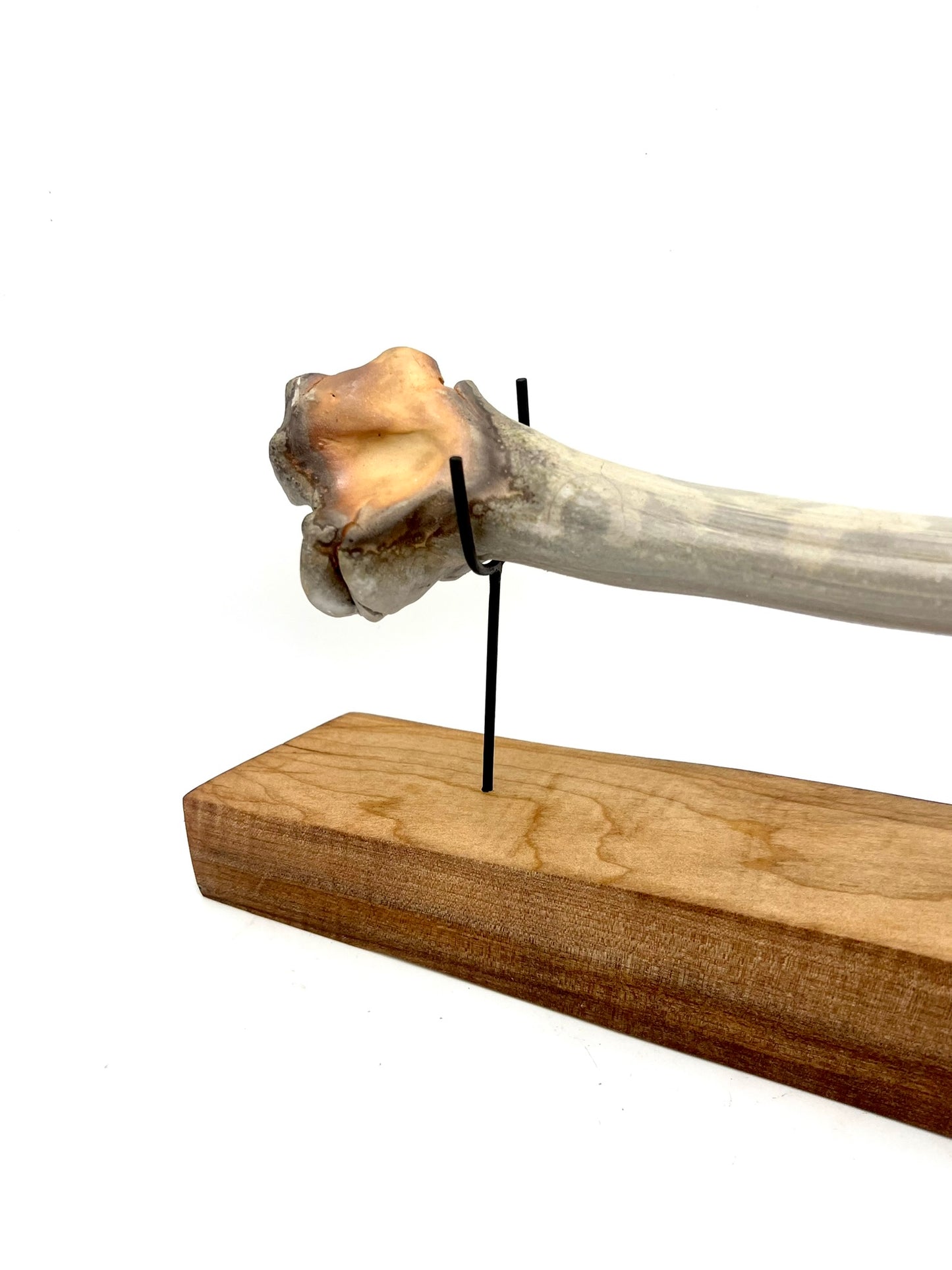 Mounted Bone 18