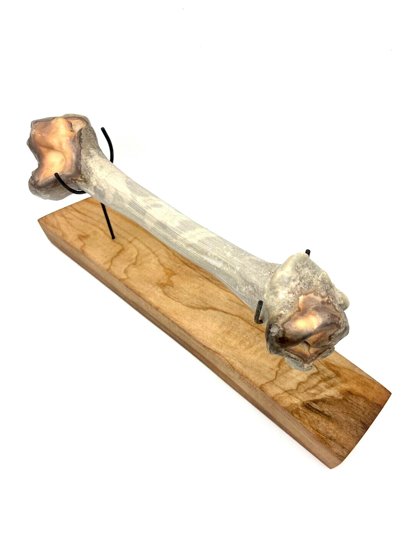 Mounted Bone 18
