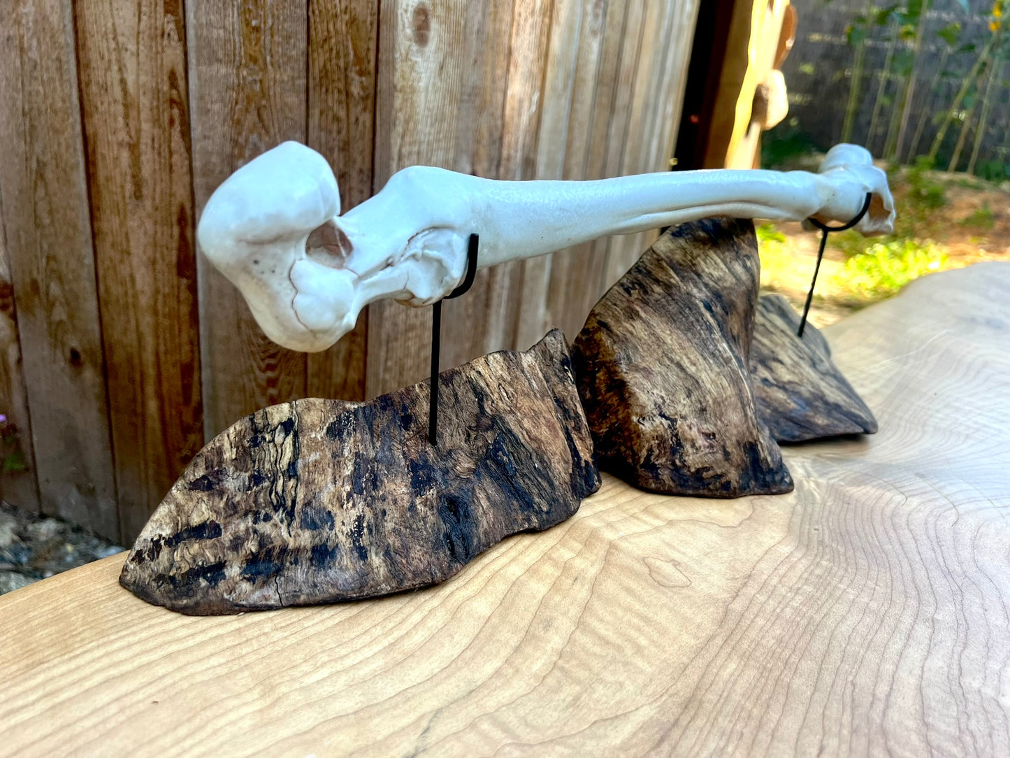 Mounted Bone 22