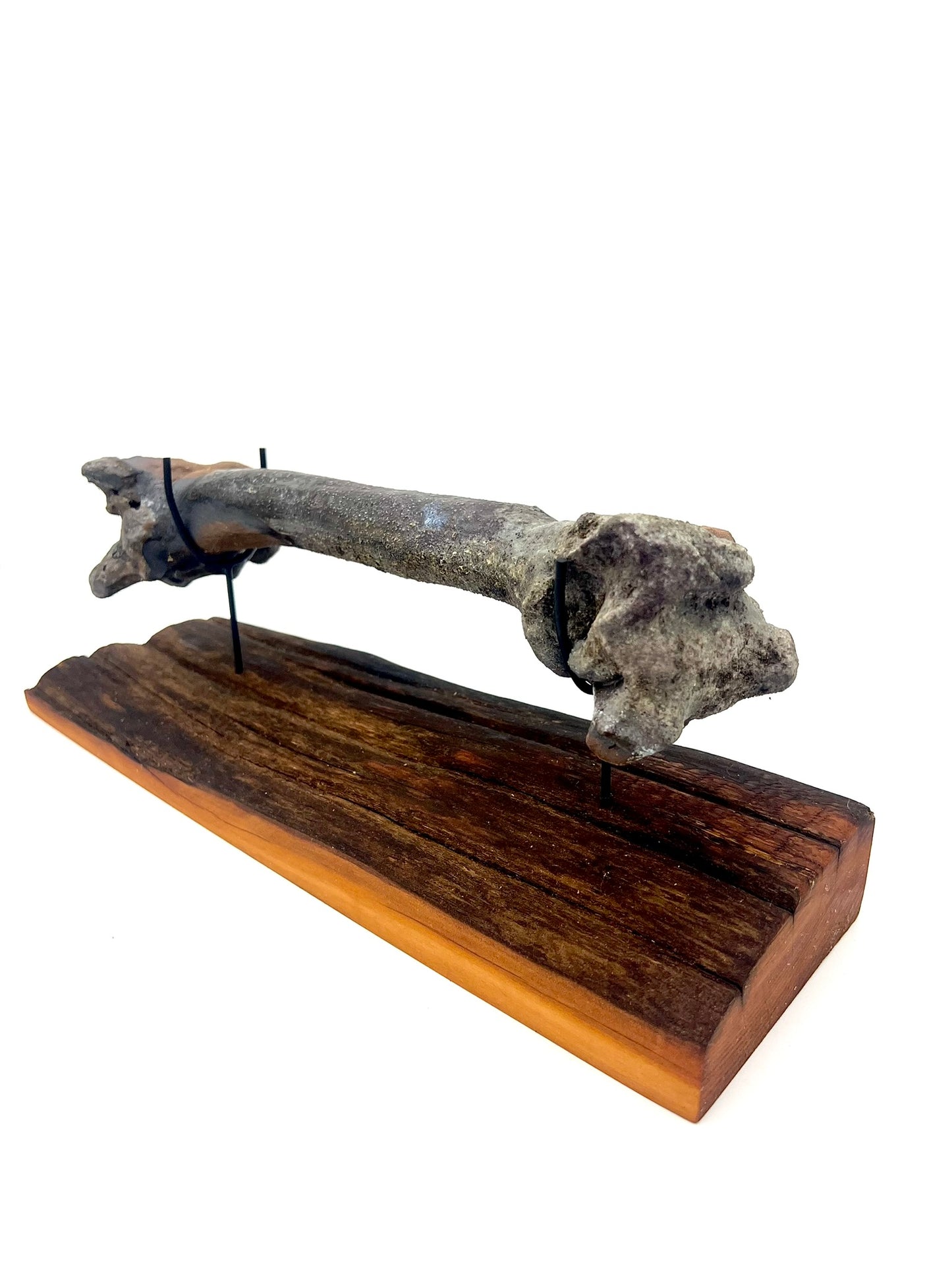 Mounted Bone 24