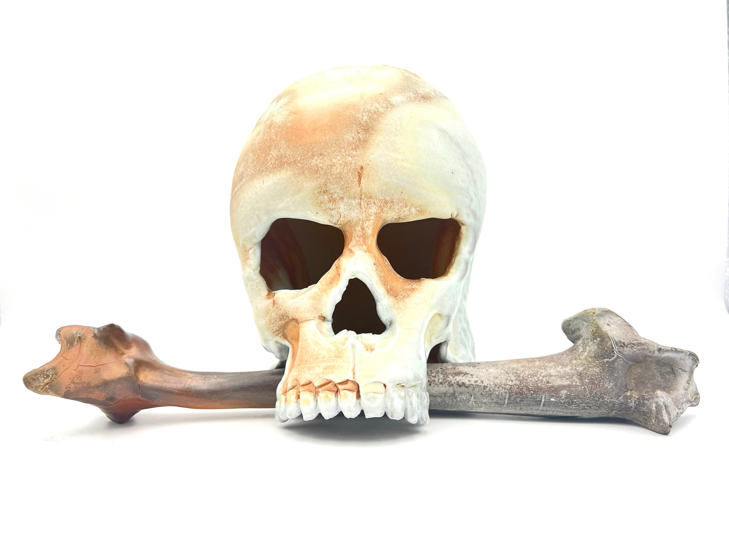 Skull & Bone